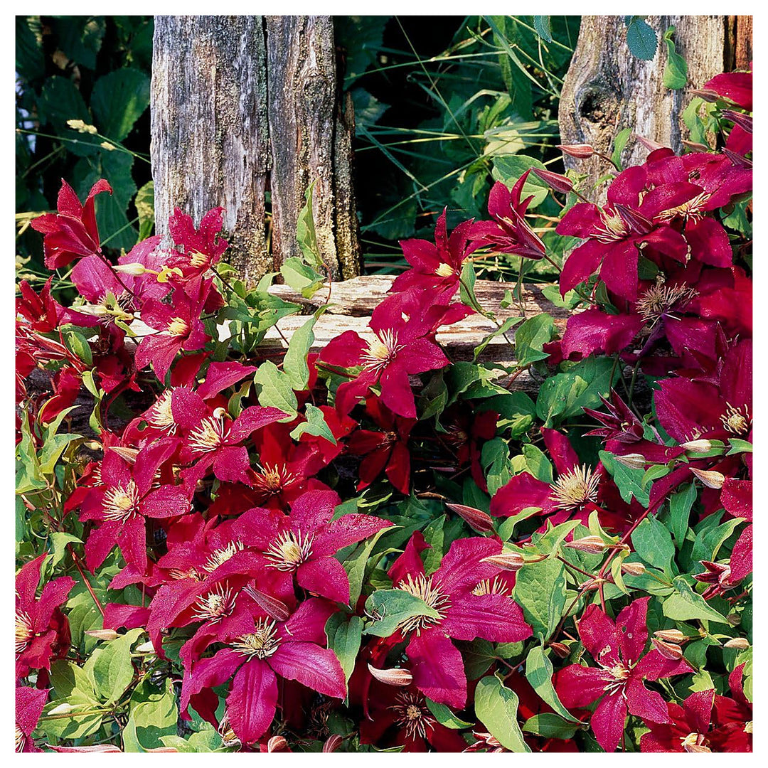 Heirloom Non-GMO Red White Clematis Flower Seeds for Planting – Vibrant Climbing Vine Garden Seeds | Neera Seeds product photo [neera-v4-7bc108e4478db1a28c52]