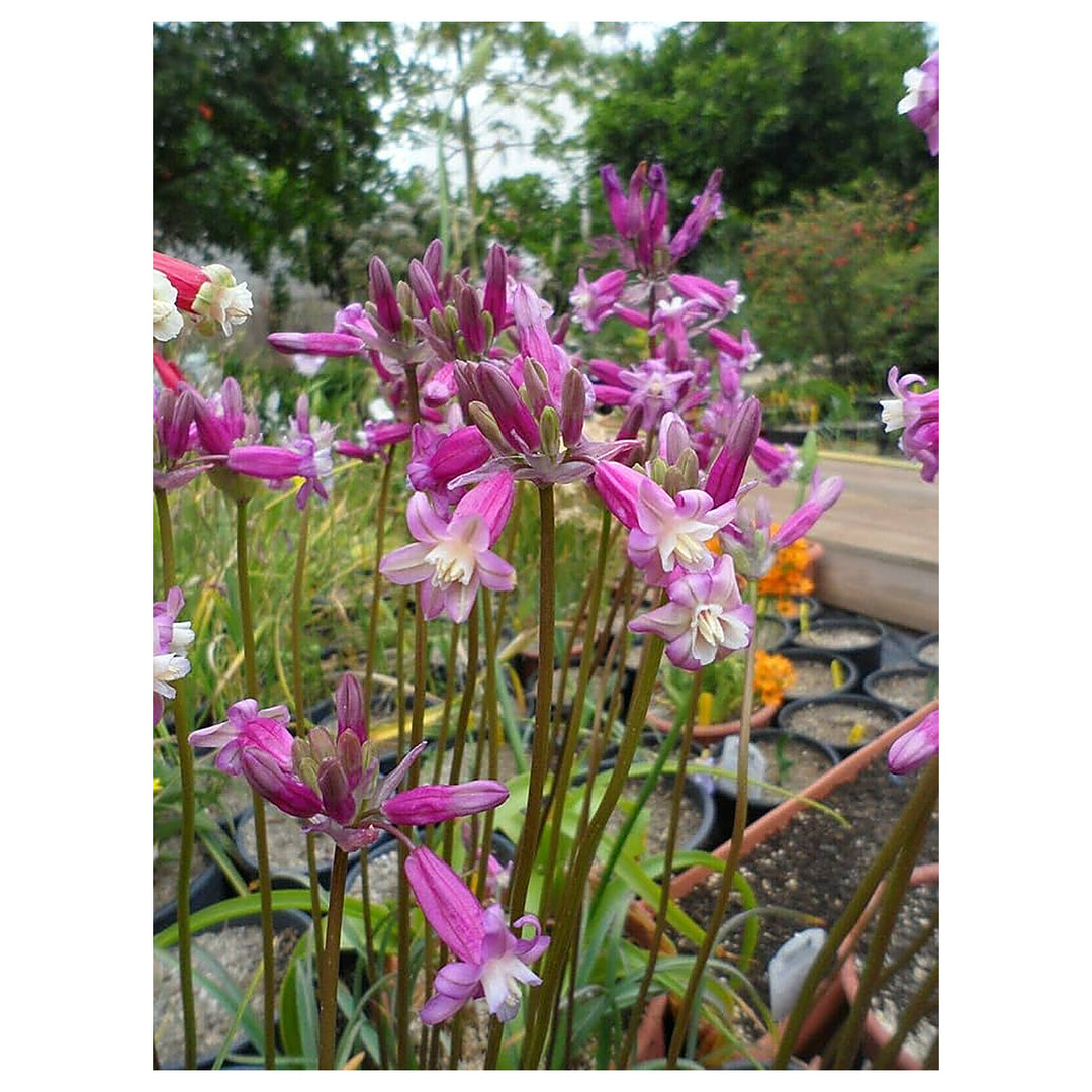 Pink Dichelostemma Ida Maia Diamond Flower Bulbs Flower Seeds Home Garden Planting, Blooming | Neera Seeds product photo [neera-v4-7bf8c99d2bd5f95afa6c]