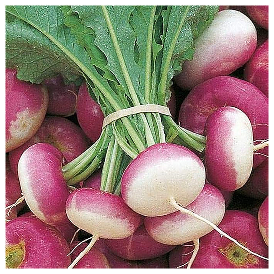 Turnip Şalgam Vegetable Seeds for Planting – Heirloom Non-GMO Organic Garden Seeds, High Germination | Neera Seeds product photo [neera-v4-7bff91ab6f386e78f0ef]