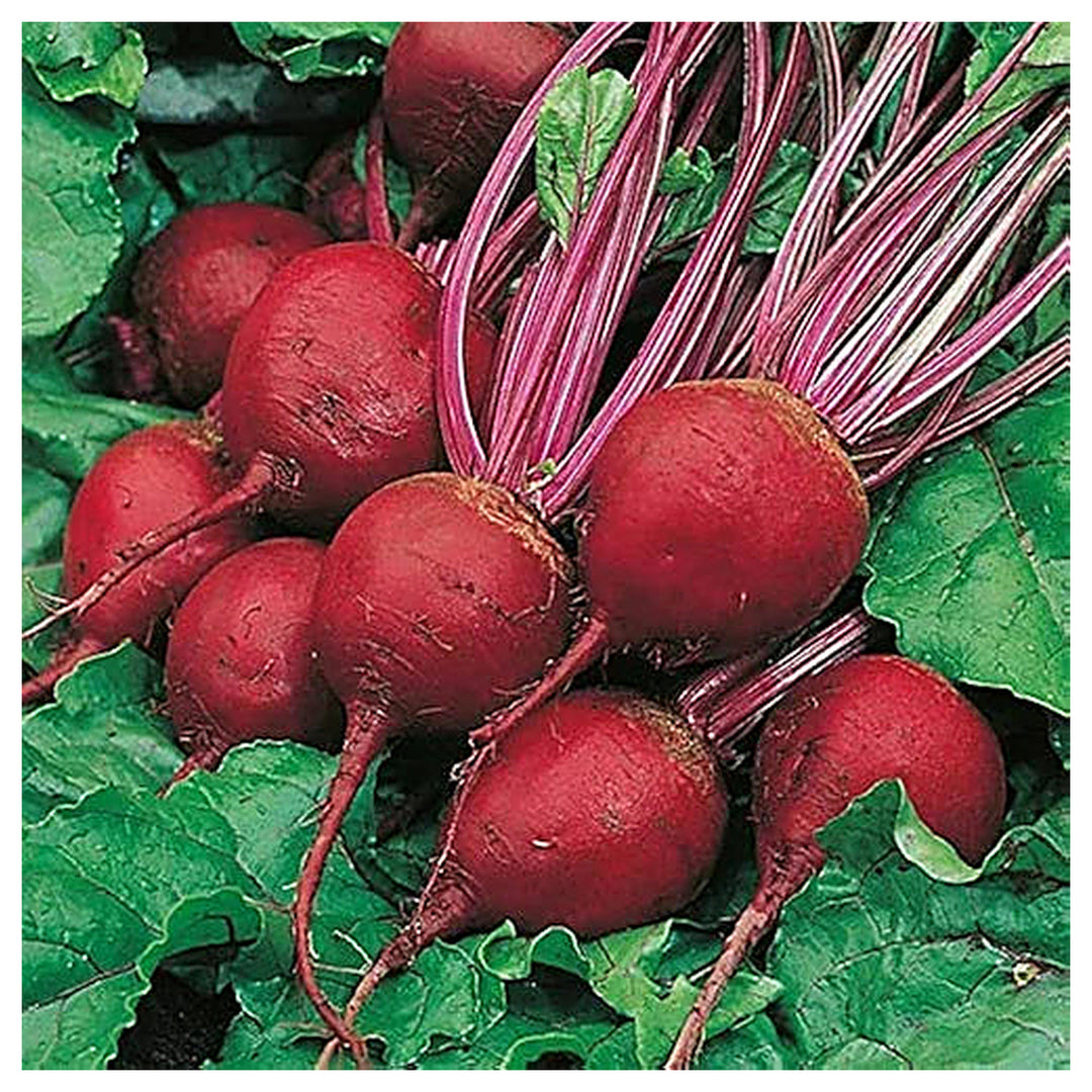 TEMP Hybrid Red Beetroot Seeds for Planting – Heat Tolerant, Uniform Roots, High-Yielding Vegetable Seeds | Neera Seeds product photo [neera-v4-7c107eb01cb9aa6e9fb8]