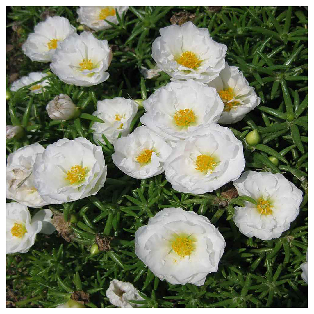 White Moss Rose Portulaca Griflora Ground Cover Flower For Planting Drought Tolerant Variety For | Neera Seeds product photo [neera-v4-7c1462e3ac90cb5c1d9b]