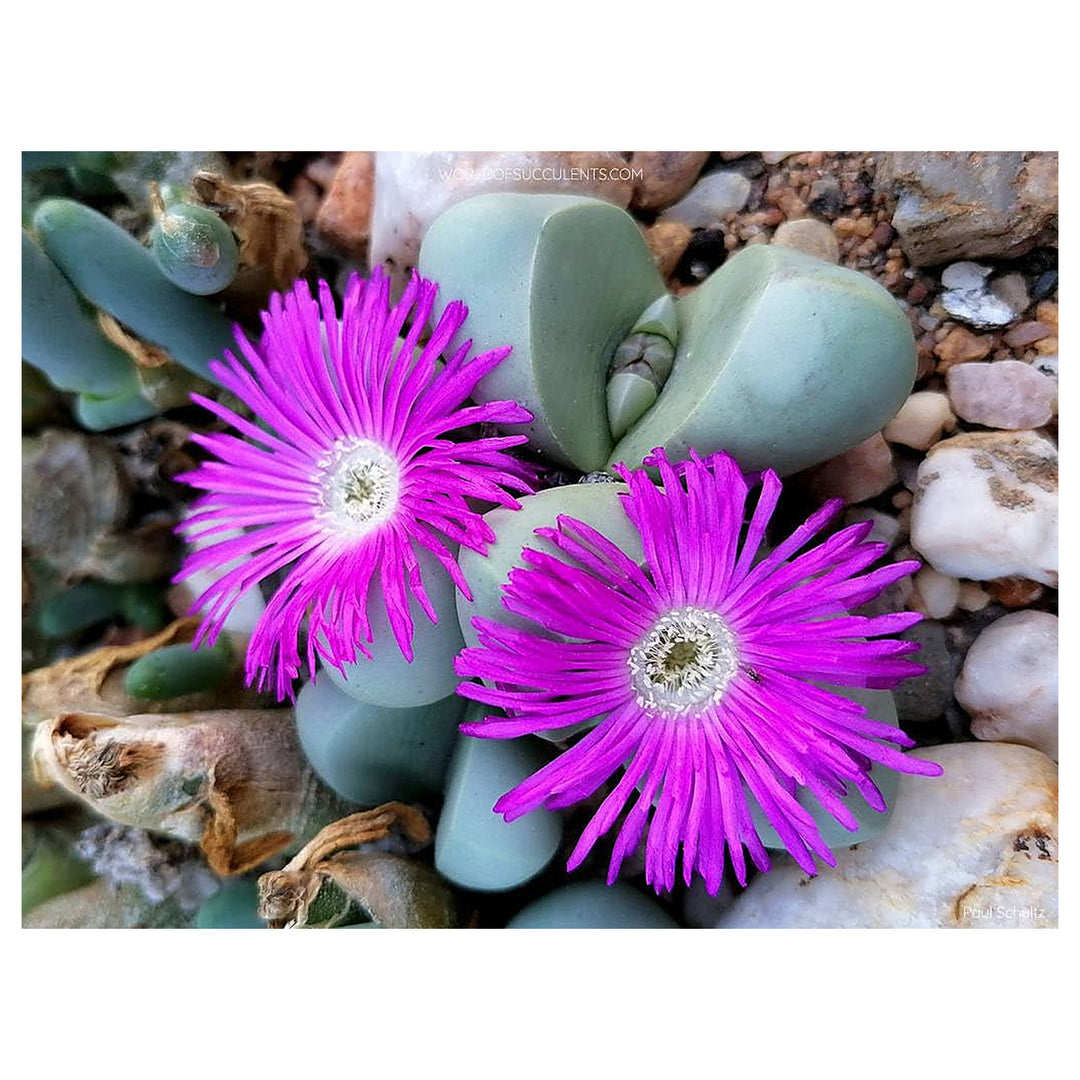 Heirloom Non-GMO Argyroderma Succulent Seeds for Planting – Unique Living Stone Plants for Drought-Tolerant Gardens | Neera Seeds product photo [neera-v4-7c155c13deeb6b881901]