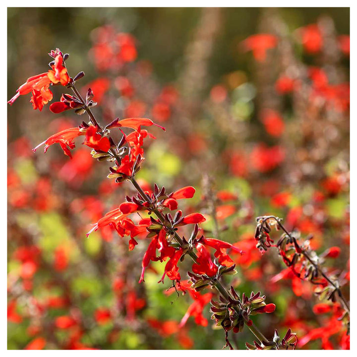 Pineapple Sage Flower Seeds for Planting - Heirloom and Non-GMO Seeds for Home Garden | Neera Seeds product photo [neera-v4-7c19d0ccd6677ca6e66b]