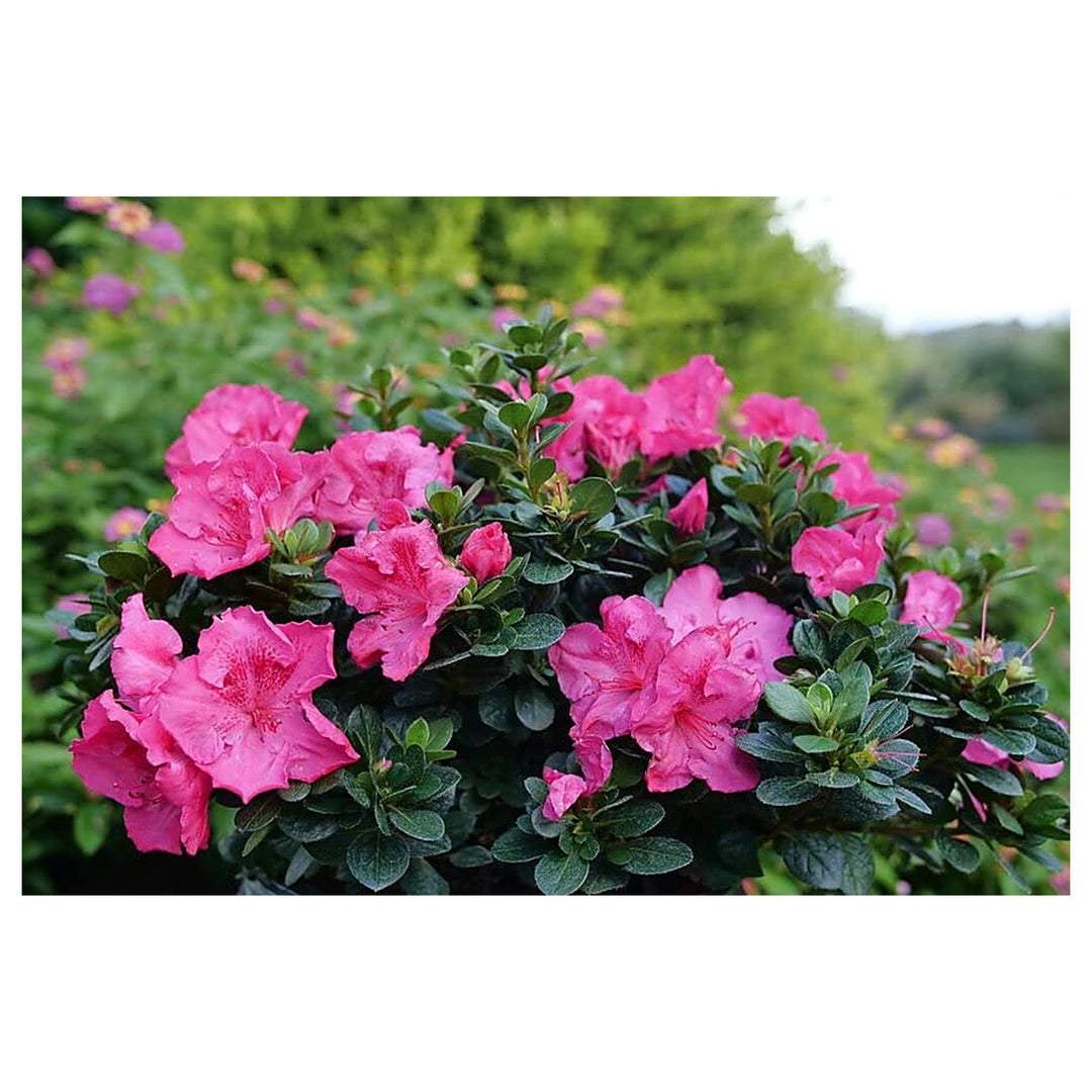Azalea Flower Seeds Multi-Colored for Planting – Vibrant, Hardy Blooms | Neera Seeds product photo [neera-v4-7c1d2c11254d4c55a124]