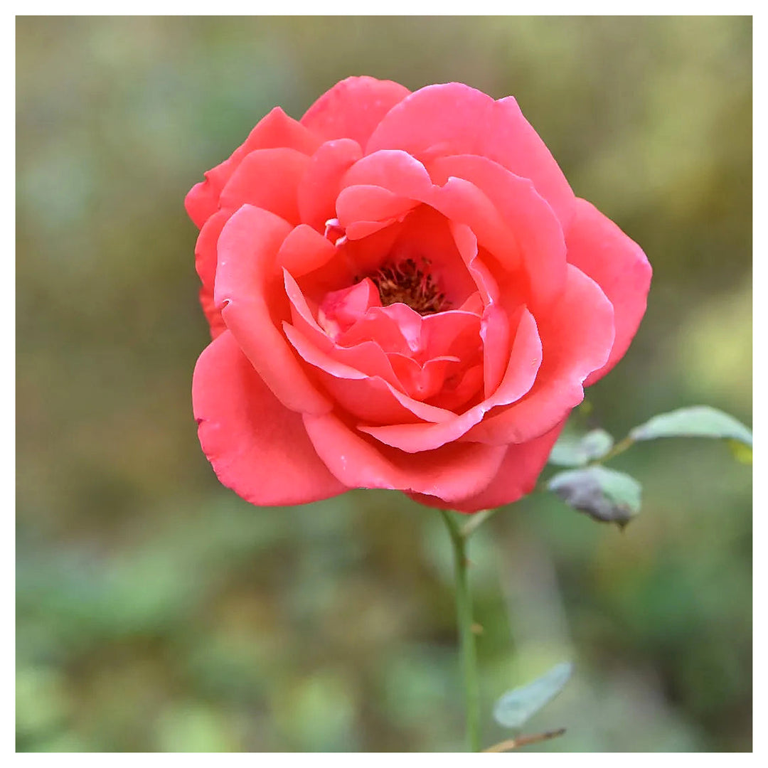 Rose Rosa Hybrida Chinese Mix Flower For Planting Exotic Blooms For Garden Beds Ornamental | Neera Seeds product photo [neera-v4-7c1df8d6365c7153fcc6]