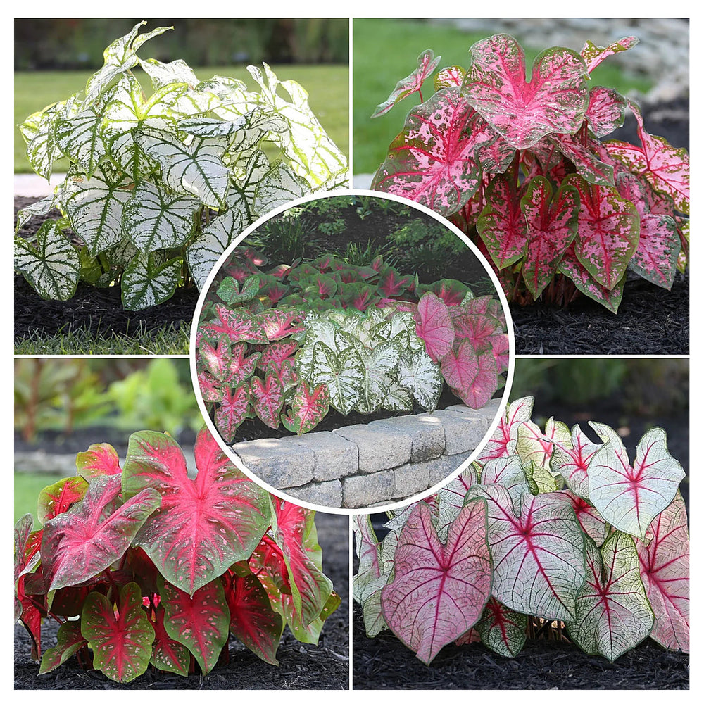 Heirloom Caladium Bicolor Mixed Flower Seeds – Non-GMO, High Germination Ornamental Garden Seeds | Neera Seeds product photo [neera-v4-7c2095914f8380806936]