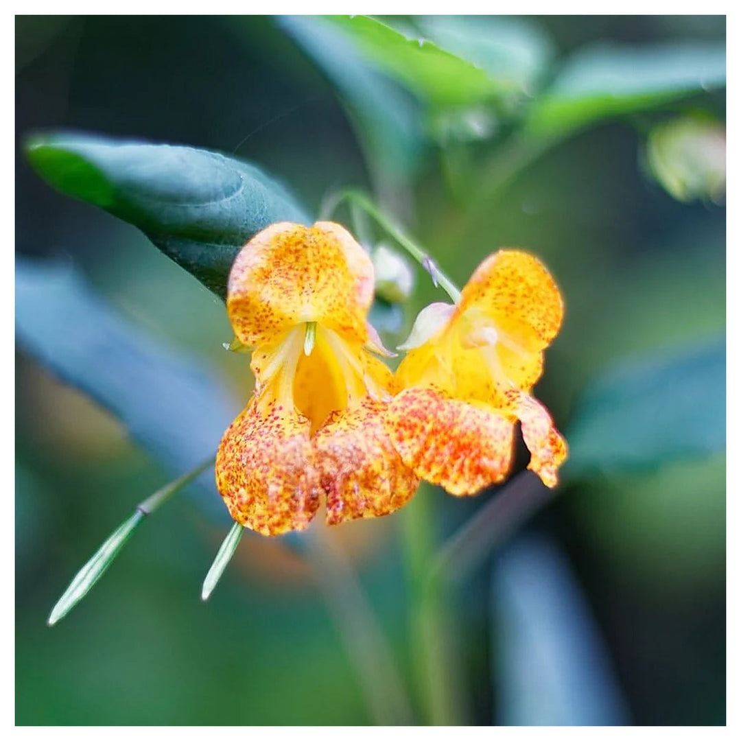 Heirloom Jewelweed Flower Seeds for Planting – Non-GMO, High Germination Organic Wildflower Garden Seeds | Neera Seeds product photo [neera-v4-7c25066bd54275ed5233]