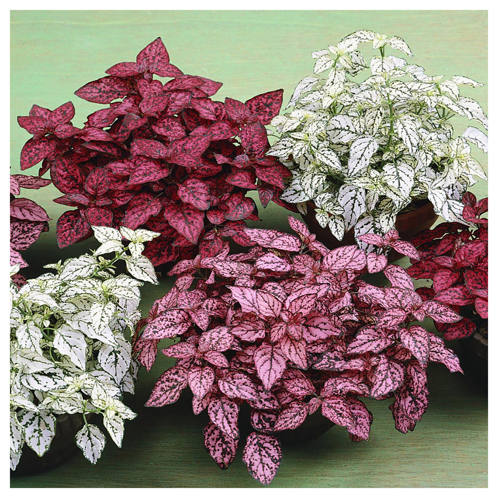 Heirloom Non-GMO Mix Hypoestes Plant Seeds for Planting – Foliage for Indoor and Outdoor Gardens | Neera Seeds product photo [neera-v4-7c5ad6ebca56521b4f96]