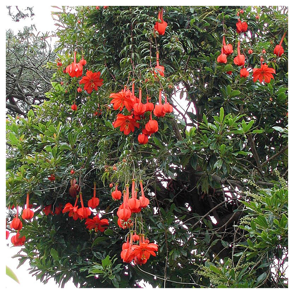 Heirloom Non-GMO Passiflora Parritae Flower Seeds for Planting – Exotic Passionflower Blooming Seeds, High Germinat | Neera Seeds product photo [neera-v4-7c5b60cfa49ec2c72143]
