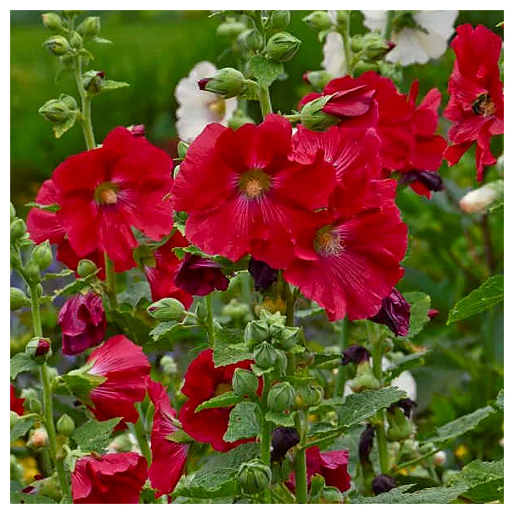 Hollyhock Red Flower Seeds for Planting – Organic, Heirloom, Non-GMO Seeds | Neera Seeds product photo [neera-v4-7c6281b70a007f7da89a]