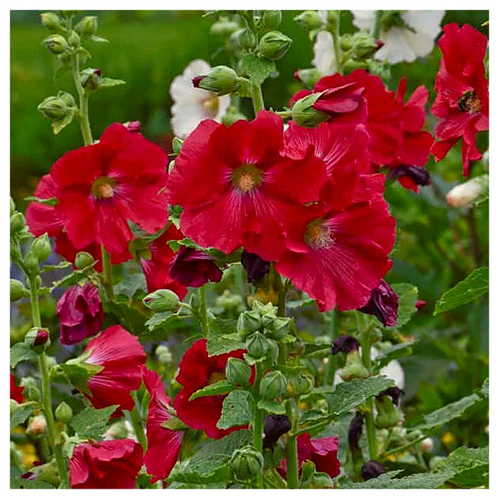 Hollyhock Red Flower Seeds for Planting – Organic, Heirloom, Non-GMO Seeds | Neera Seeds product photo [neera-v4-7c6281b70a007f7da89a]