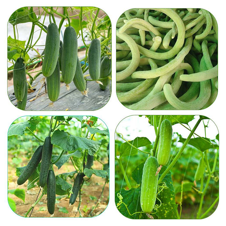 Mixed Cucumber Vegetable Seeds for Planting | Heirloom, Non-GMO, High Germination Organic Garden Seeds | Neera Seeds product photo [neera-v4-7c6a65b0598c0761ca3d]