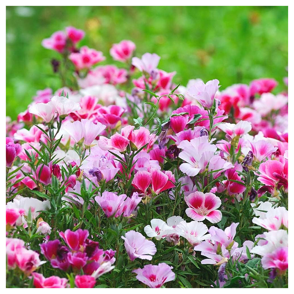 Pink Godetia Flower Seeds for Planting – Heirloom Non-GMO Organic  Garden Seeds with High Germination | Neera Seeds product photo [neera-v4-7c6a7209abdbb2038a21]