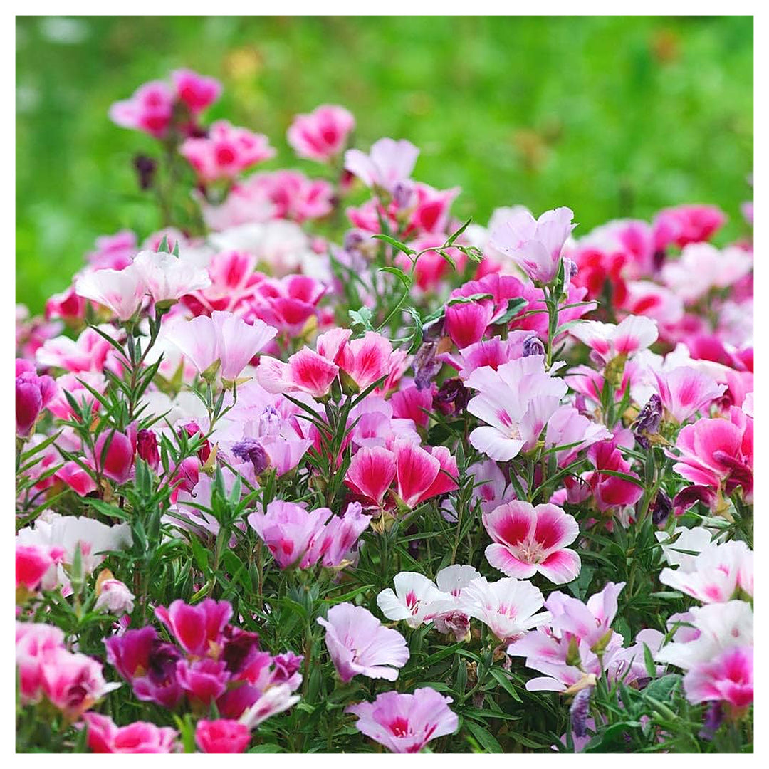 Pink Godetia Flower Seeds for Planting – Heirloom Non-GMO Organic  Garden Seeds with High Germination | Neera Seeds product photo [neera-v4-7c6a7209abdbb2038a21]
