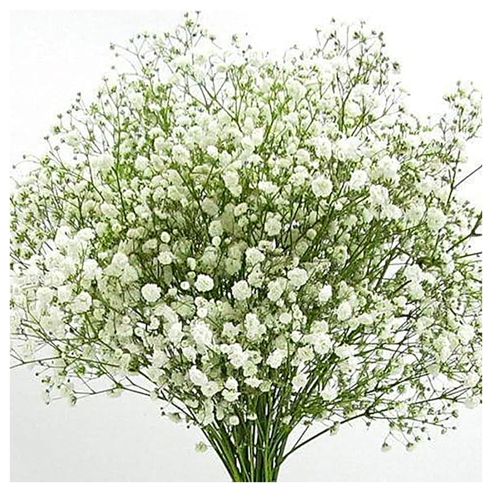 Peach Gypsophila Flower Seeds for Planting | Heirloom Non-GMO High Germination Organic Garden Seeds | Neera Seeds product photo [neera-v4-7c720ba0d1cc4820bd37]