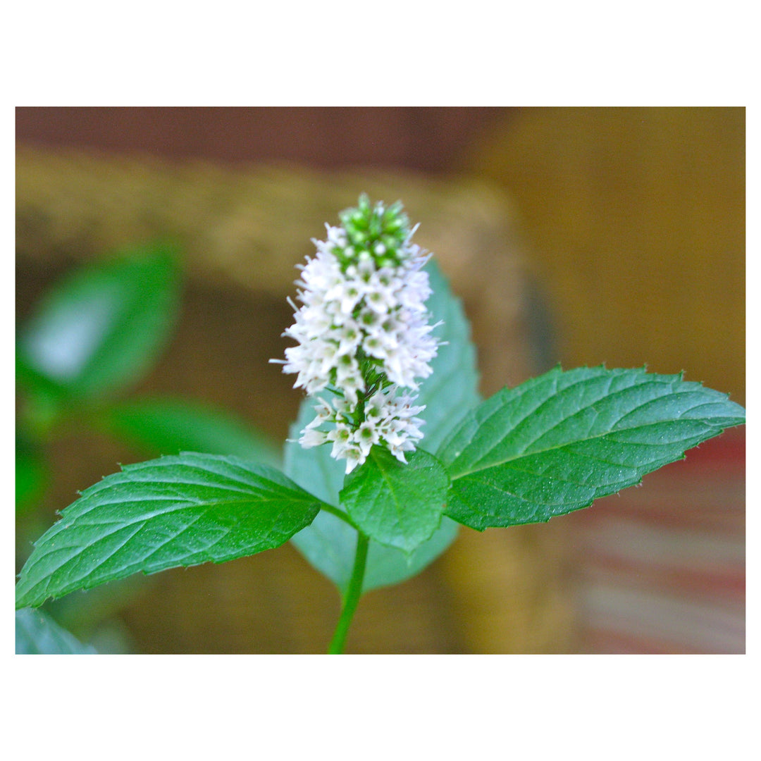 Heirloom Mint Flower Seeds, Non-GMO Fragrant Herb Blooms for Culinary and Garden Planting | Neera Seeds product photo [neera-v4-7c72f36a9d0117ea0261]