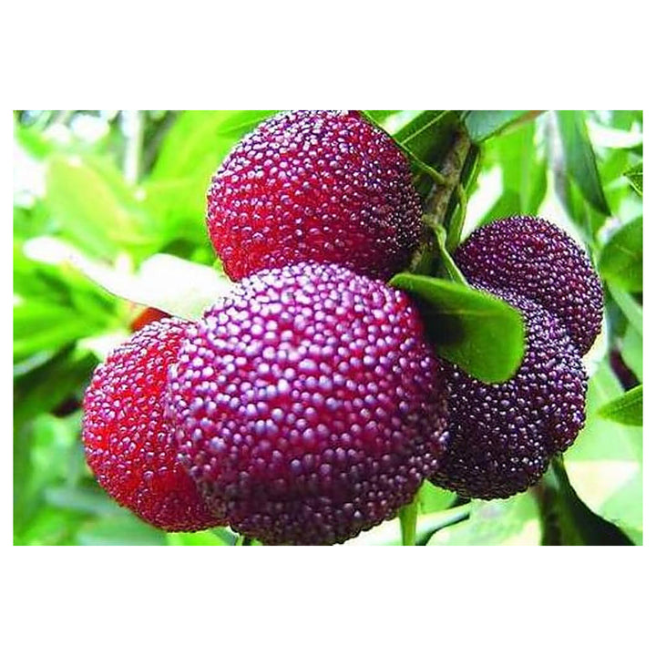 Rubra Fruit Seeds for Planting – Rare Tropical Fruits, 100 pcs, Heirloom &amp; Non-GMO, High Germination | Neera Seeds product photo [neera-v4-7c8a7da42929f436404c]