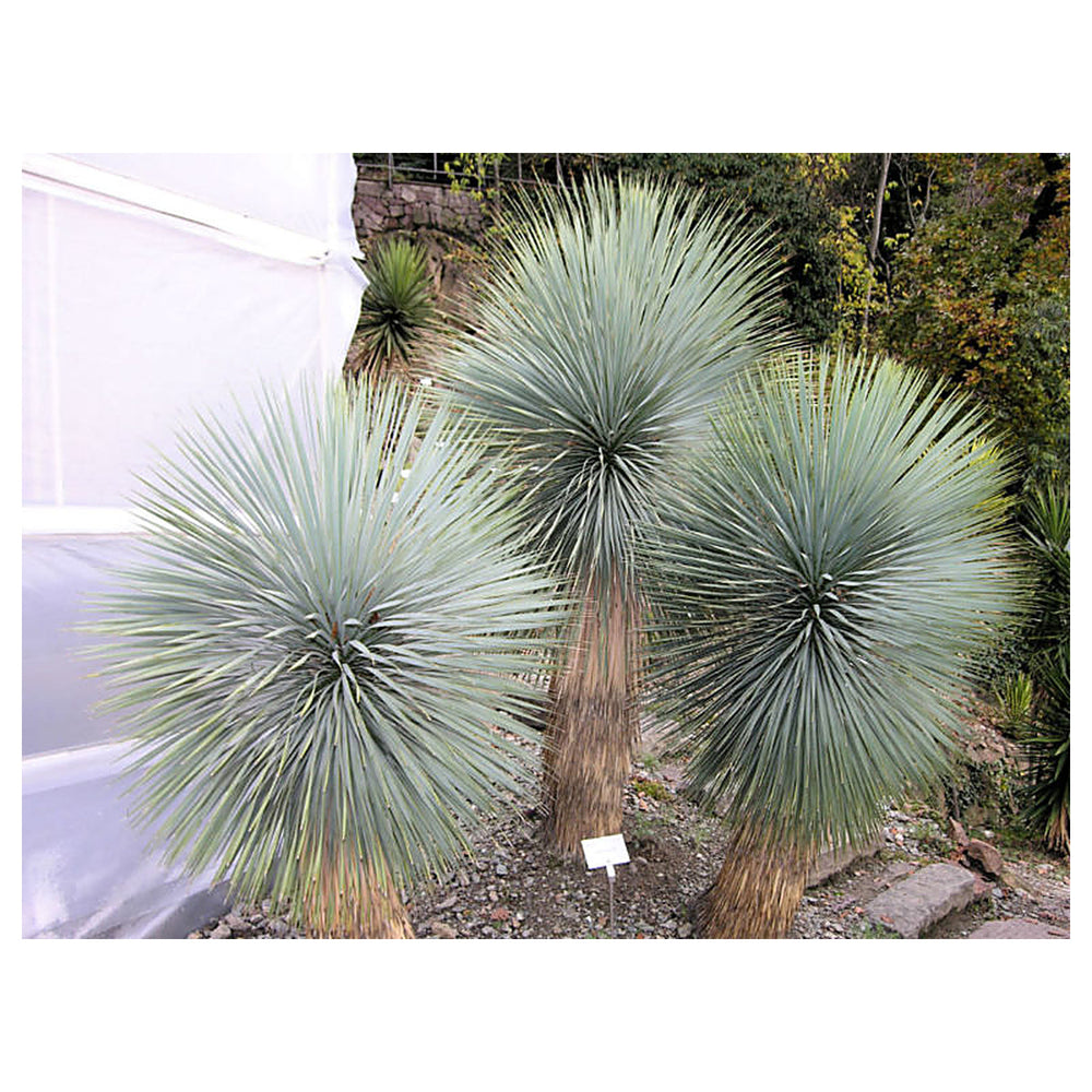 Heirloom Yucca Thompsoniana Plant Seeds, Non-GMO Drought-Resistant Shrub for Garden Planting | Neera Seeds product photo [neera-v4-7c8c1d16b92072fd0bce]