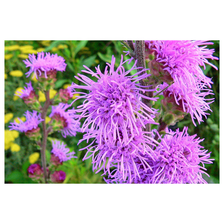 Liatris ligulistylis Meadow Blazing Star Seeds - Heirloom, Non-GMO, High Germination Organic Wildflower Seeds for P | Neera Seeds product photo [neera-v4-7c8d2cf34d6ae6334f43]