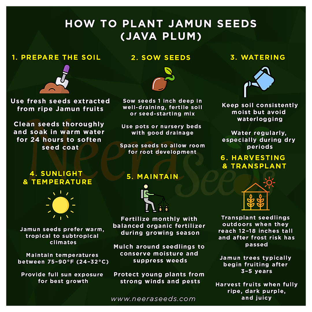 Jamun Seeds (Java Plum) – Fast-Growing Tropical Fruit Seeds for Garden Planting | Neera Seeds product photo [neera-v4-7c8f8fb2c0b2d32401c3]