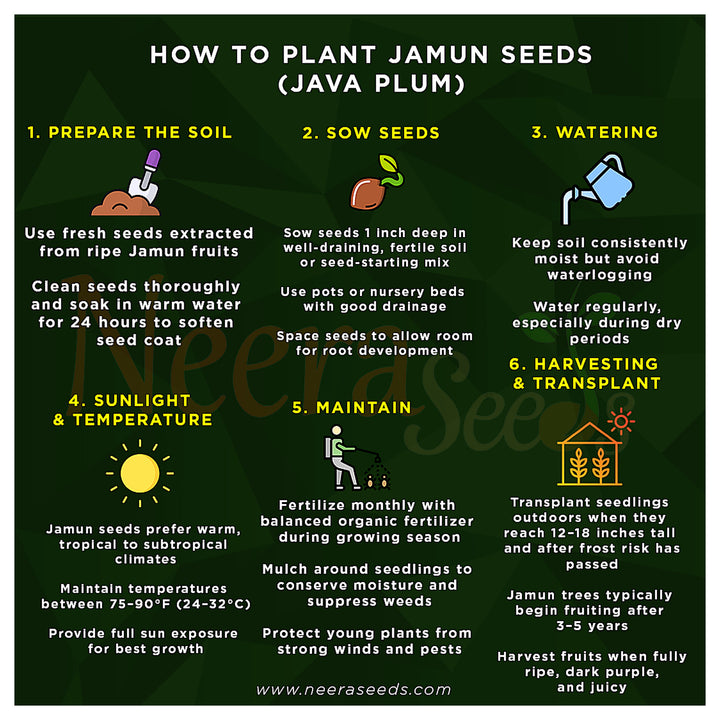 Jamun Seeds (Java Plum) – Fast-Growing Tropical Fruit Seeds for Garden Planting | Neera Seeds product photo [neera-v4-7c8f8fb2c0b2d32401c3]