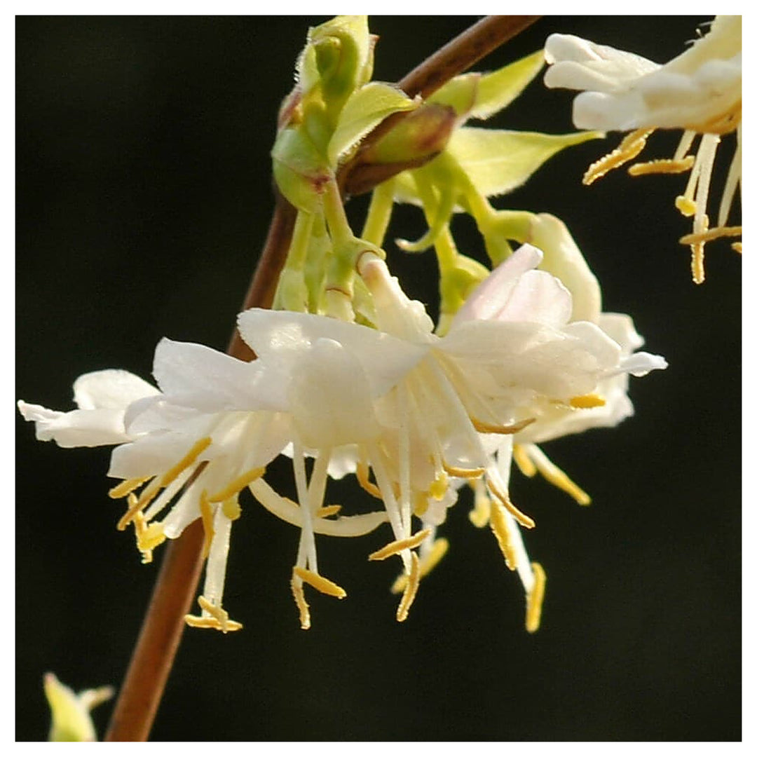 Heirloom Non-GMO Lonicera Fragrantissima Flower Seeds for Planting – Winter Fragrant Blooms | High Germination | Neera Seeds product photo [neera-v4-7c923c513d2e10c94a20]