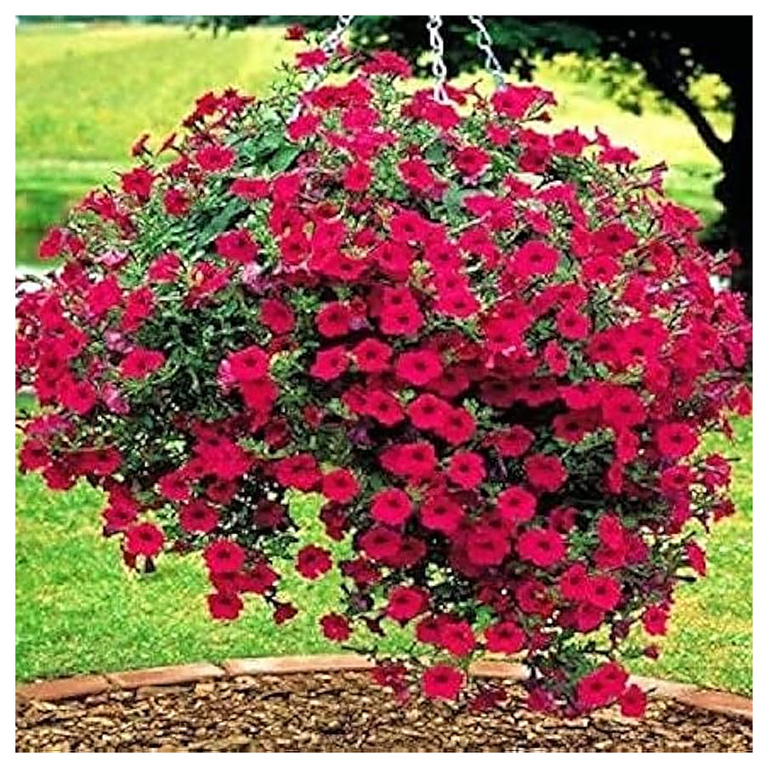 Red Petunia Flower Petunia Spp Planting Flower Seeds Home Garden Planting, Exotic Organic | Neera Seeds product photo [neera-v4-7c963f5600920b0a8d51]