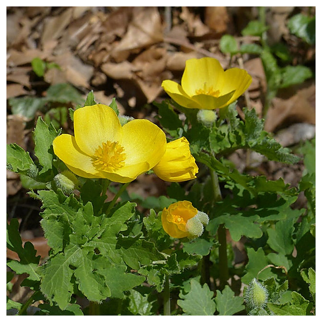 Heirloom Non-GMO Stylophorum Lasiocarpum Flower Seeds – Vibrant Wild Blooms for Garden Planting | Neera Seeds product photo [neera-v4-7c972d999a0f6f09b925]
