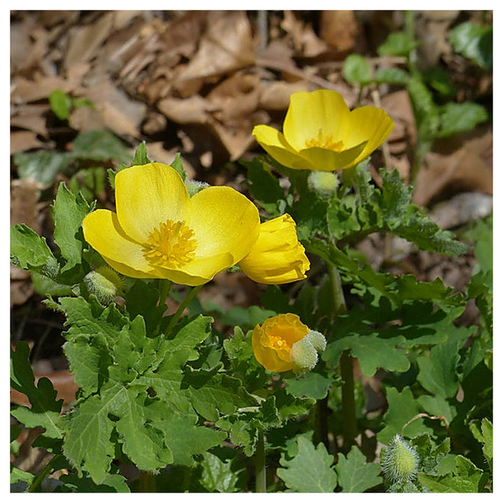 Heirloom Non-GMO Stylophorum Lasiocarpum Flower Seeds – Vibrant Wild Blooms for Garden Planting | Neera Seeds product photo [neera-v4-7c972d999a0f6f09b925]