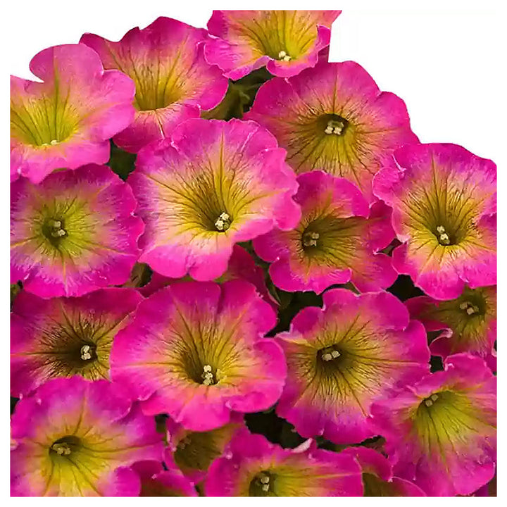 Pink &amp; Yellow Petunia Flower Seeds for Planting – Heirloom, Non-GMO, High Germination Organic Garden Seeds | Neera Seeds product photo [neera-v4-7c9988650c8c2cf6a0ed]