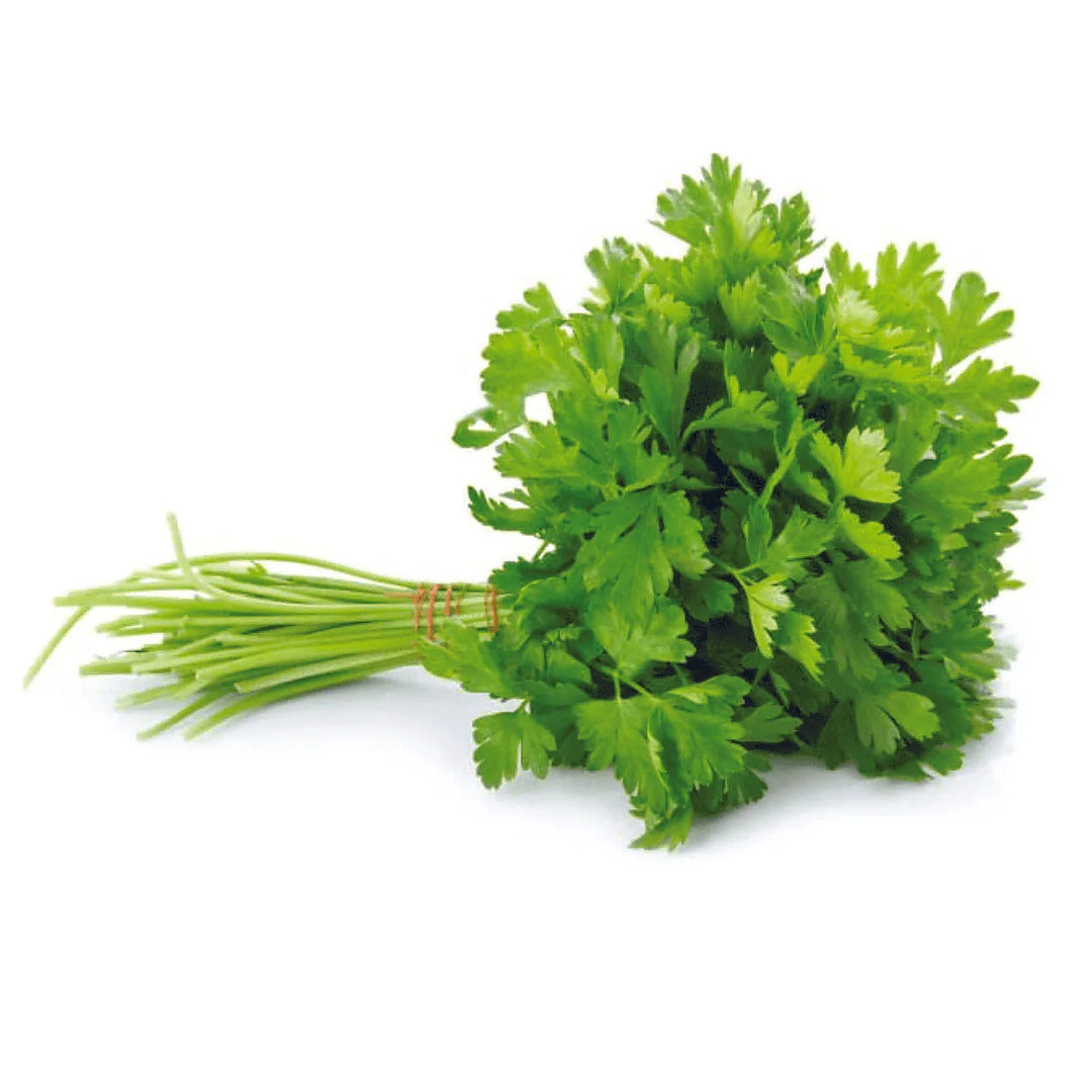 Organic Cilantro Herb Seeds for Planting – Heirloom, Non-GMO, High Germination Organic Garden Seeds for Culinary Us | Neera Seeds product photo [neera-v4-7c9c51f0c1a6d9f64353]