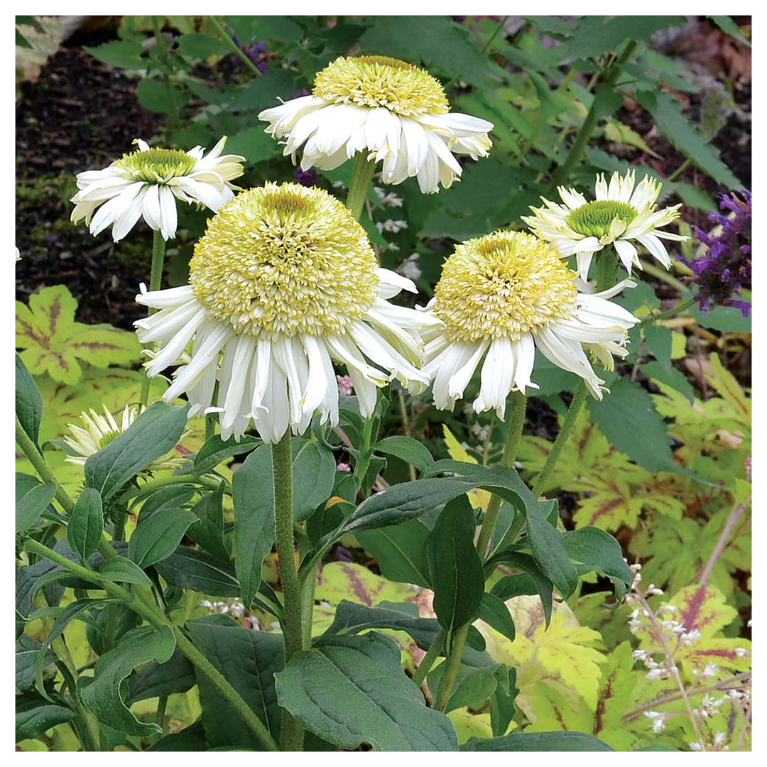 Vanilla Echinacea Flower Seeds for Planting - Heirloom, Non-GMO Seeds for Home Garden | Neera Seeds product photo [neera-v4-7cb9e12f30540902102e]