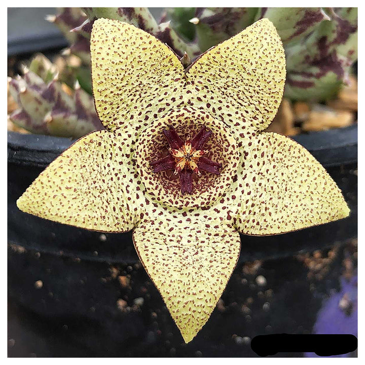 Yellow Stapelia Flower Seeds for Planting – Heirloom Non-GMO Succulent Plant Seeds, High Germination | Neera Seeds product photo [neera-v4-7cc25d1cd98f15f1e3c1]
