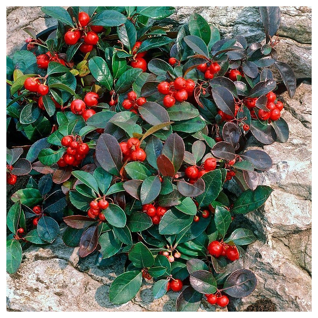 Red Gaultheria Flower Seeds for Planting – Hardy Evergreen Shrub, Fragrant Blooms & Berries | Neera Seeds product photo [neera-v4-7cc9db38fa0039a0831a]