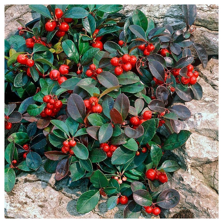 Red Gaultheria Flower Seeds for Planting – Hardy Evergreen Shrub, Fragrant Blooms &amp; Berries | Neera Seeds product photo [neera-v4-7cc9db38fa0039a0831a]