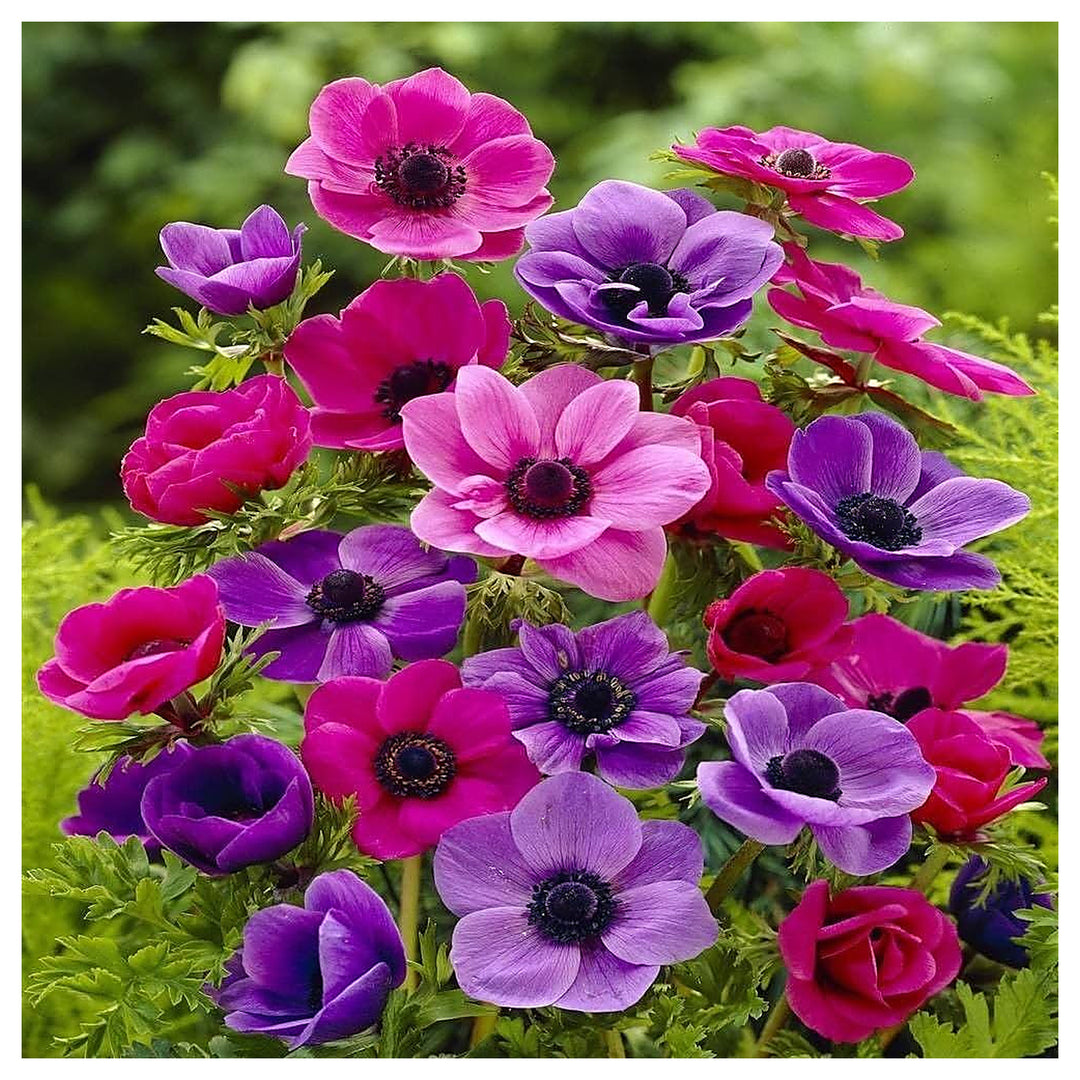 Anemone Flower Planting Flower Seeds Home Garden Planting, Ornamental Organic Blooming | Neera Seeds product photo [neera-v4-7cd732c3efe9ed9e77bb]