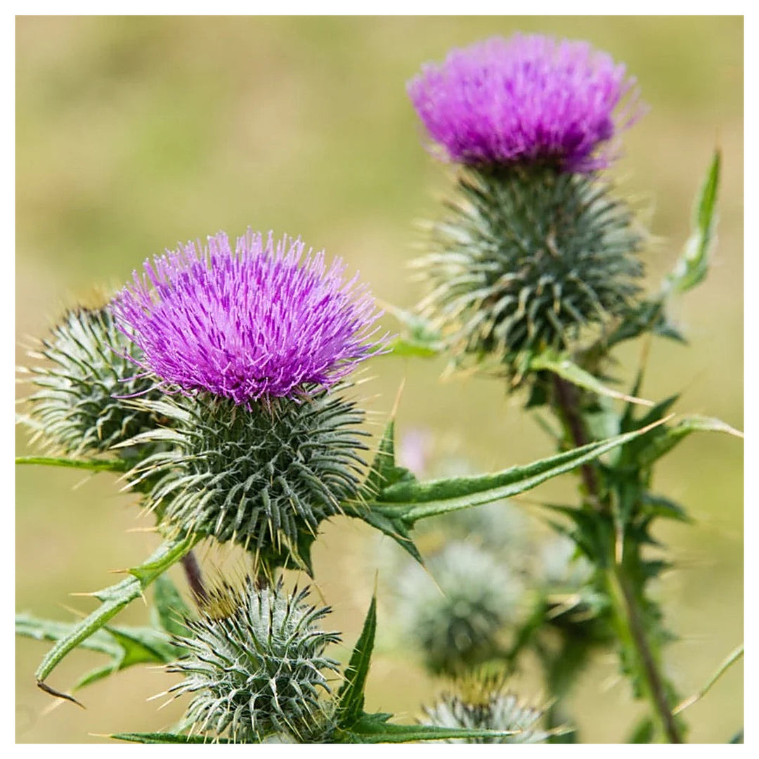 Milk Thistle Seeds (Silybum marianum) for Planting – Heirloom, Non-GMO Medicinal Herb for Liver Support & Pollinato | Neera Seeds product photo [neera-v4-7ce70e8fe0e4df2729ad]