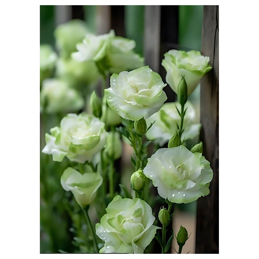 Green Eustoma Lisianthus Flower Seeds for Planting – Heirloom, Non-GMO, High Germination Organic Garden Seeds | Neera Seeds product photo [neera-v4-7cf8a1ed1f67c0895cd1]