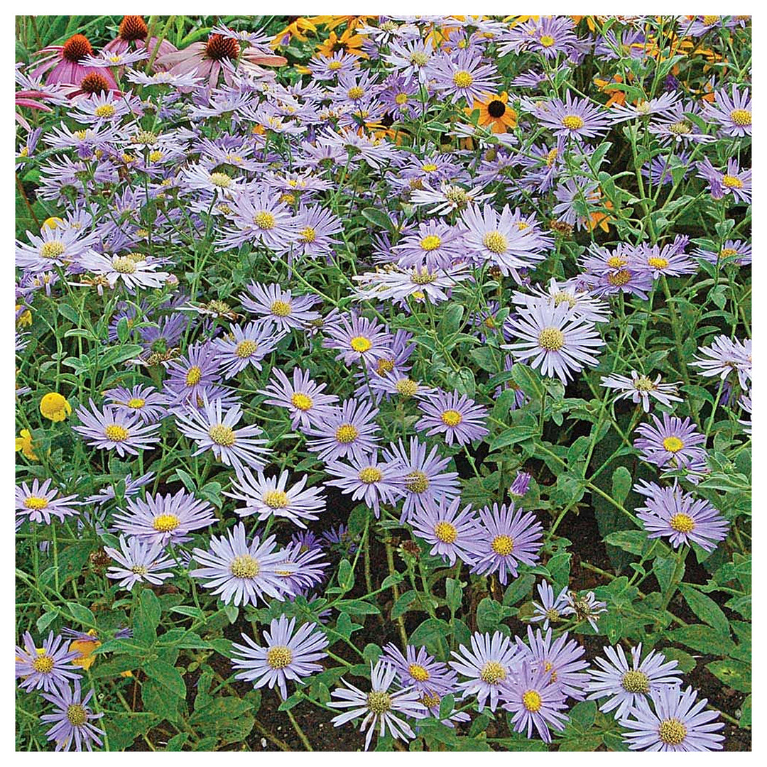 Organic Heirloom Non-GMO Blue Frikartii Seeds for Planting – Garden Aster Blooms | Neera Seeds product photo [neera-v4-7cfb93889e547ee8b069]