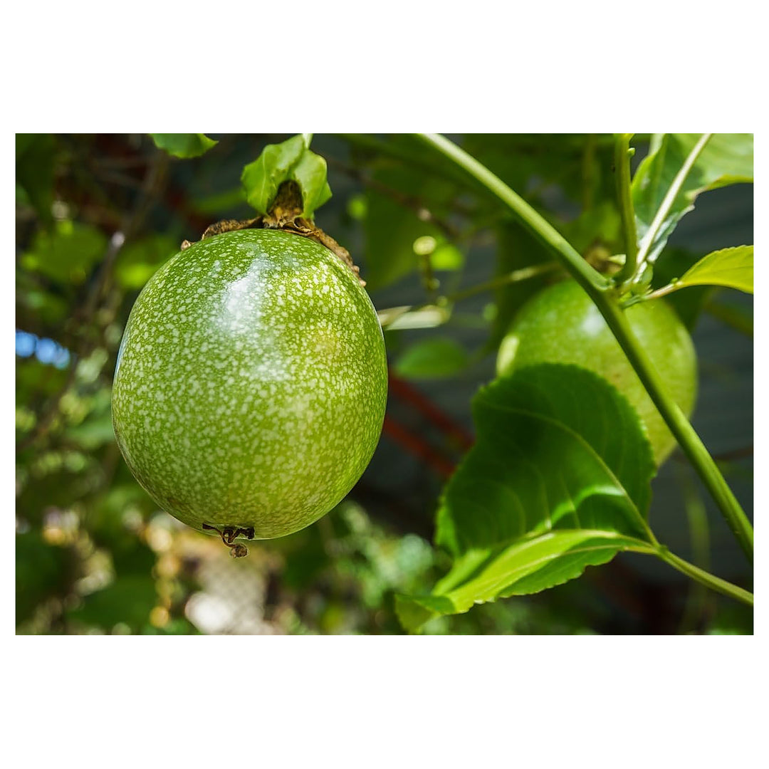 Passion Fruit Seeds – Grow Tangy & Refreshing Tropical Fruits | Neera Seeds product photo [neera-v4-7cfc81509764a99bd346]
