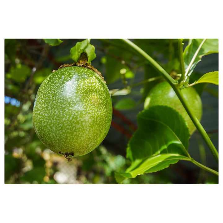 Passion Fruit Seeds – Grow Tangy &amp; Refreshing Tropical Fruits | Neera Seeds product photo [neera-v4-7cfc81509764a99bd346]