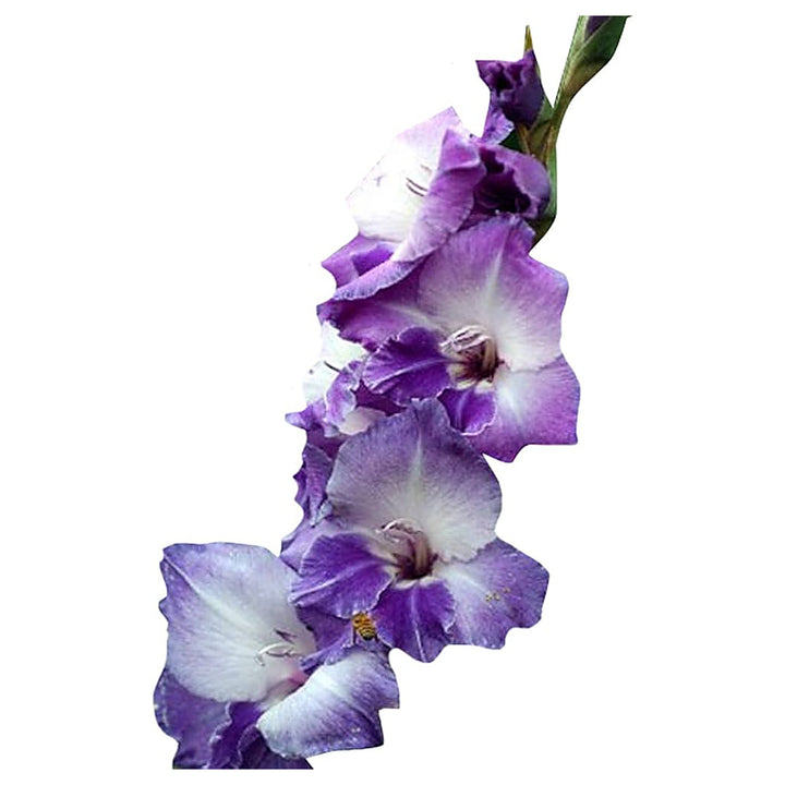 White Purple Gladiolus Flower Seeds – Heirloom, Non-GMO, for Colorful Garden Planting | Neera Seeds product photo [neera-v4-7d05f862a0df83728d2f]
