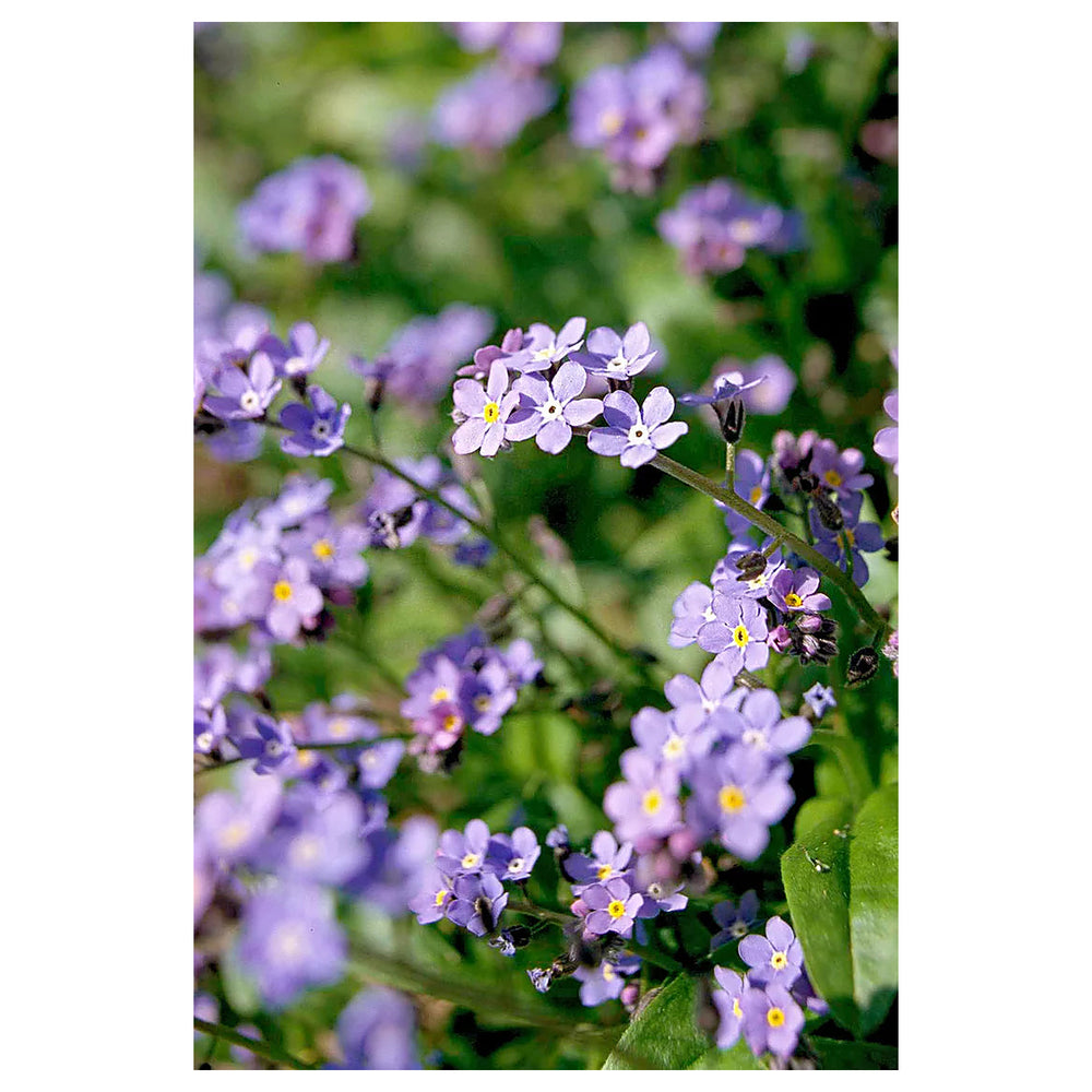 Organic Lavender Myosotis Sylvatica Flower Seeds for Planting – Heirloom, Non-GMO | Neera Seeds product photo [neera-v4-7d108b84882bbaf64b7b]