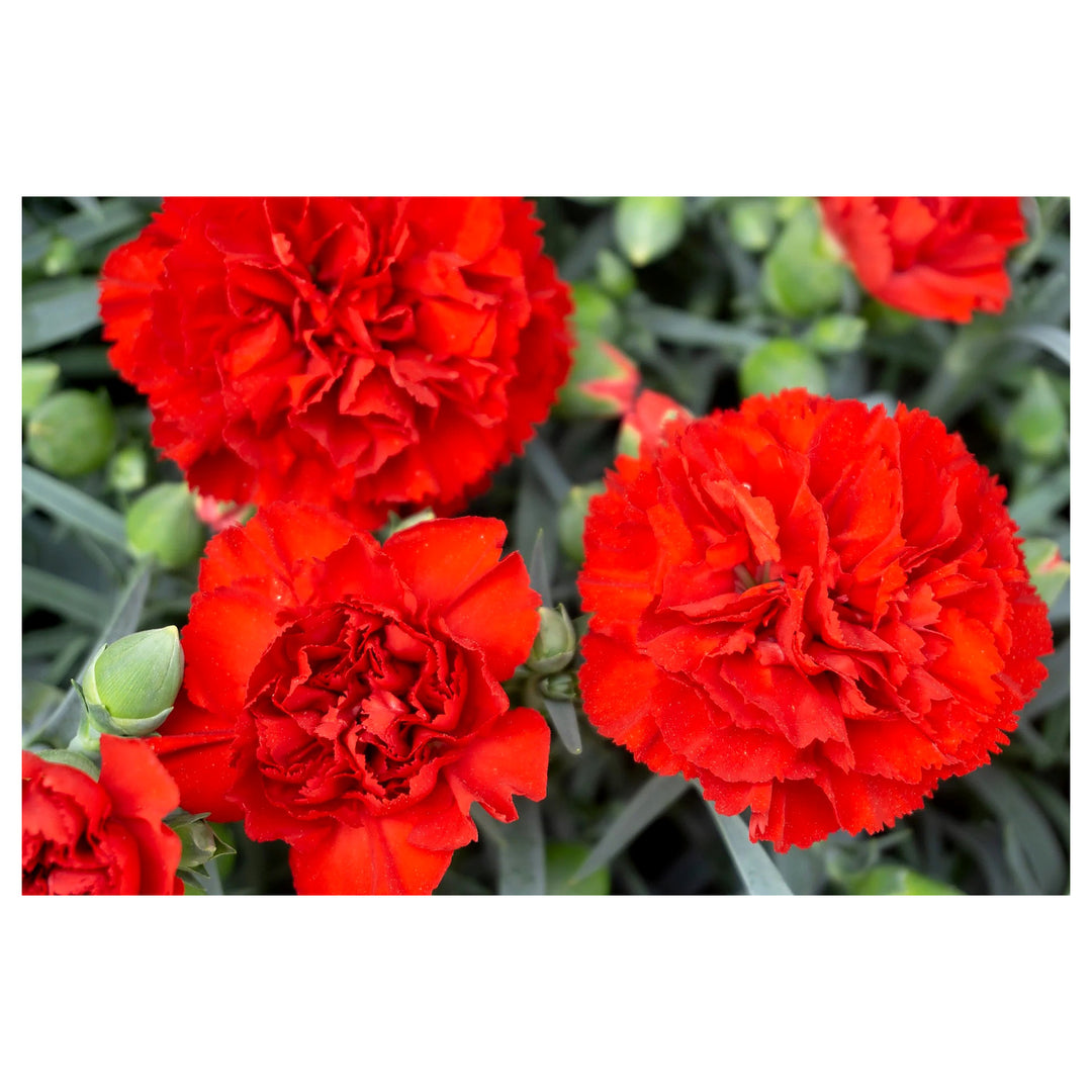 Heirloom Non-GMO Carnation Dianthus Flower Seeds for Planting – Fragrant Colorful Garden Blooms | Neera Seeds product photo [neera-v4-7d16e8aaa9bab8a48107]