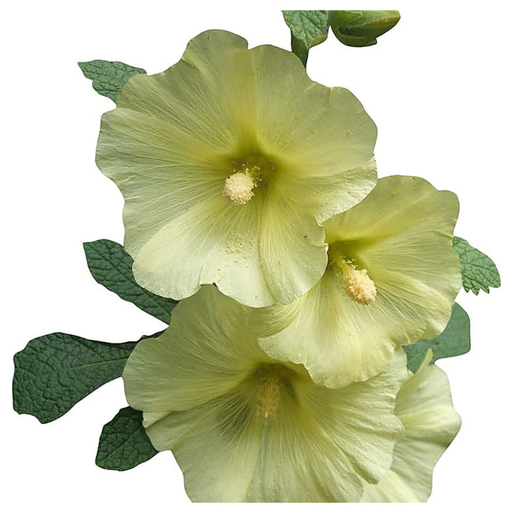 Futaba Alcea Rosea Pink &amp; Yellow Flower Seeds – Heirloom Non-GMO Seeds for Planting – High Germination Garden Seeds | Neera Seeds product photo [neera-v4-7d2464f7f5646e590a38]