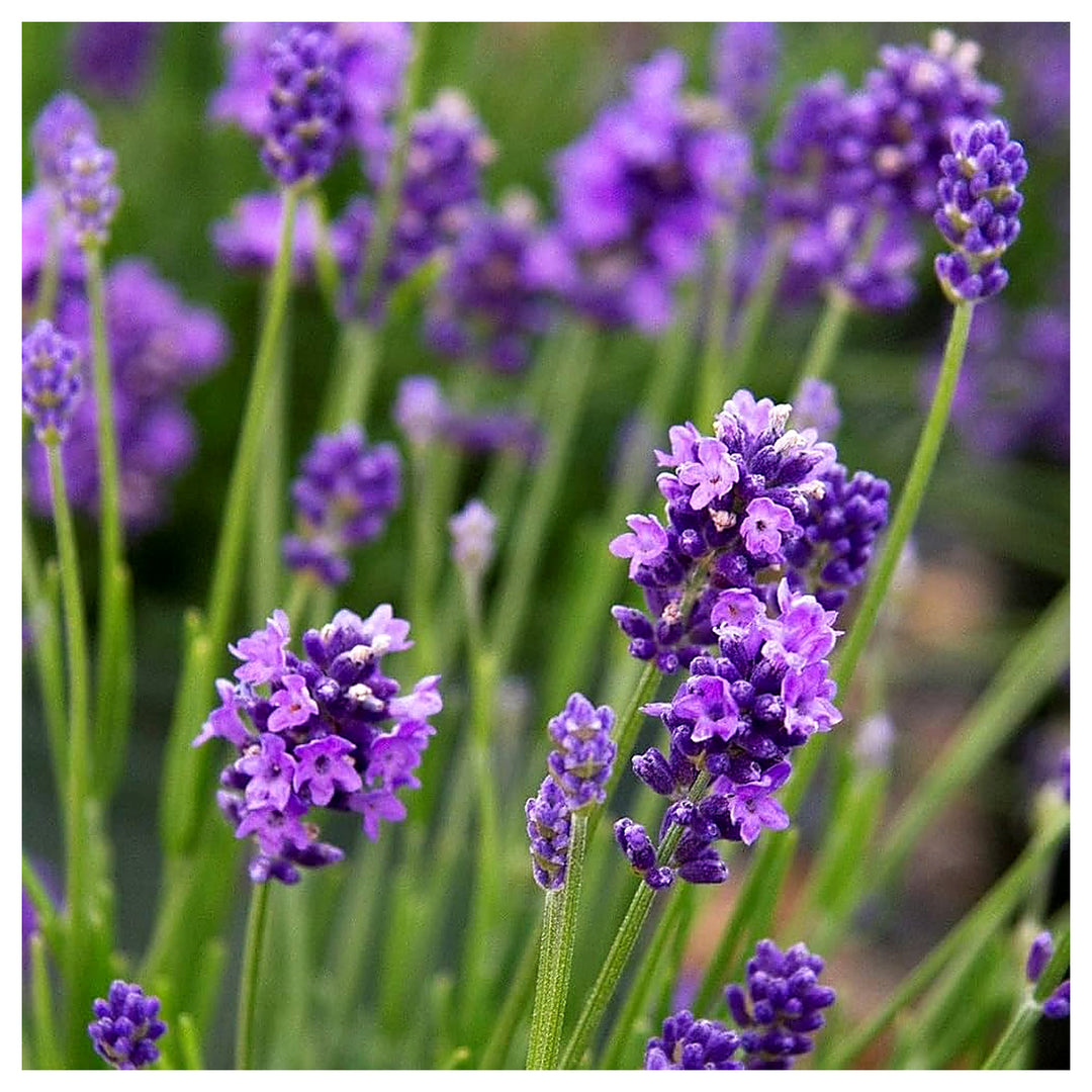 Heirloom Non-GMO Lavender Flower Seeds for Planting – Fragrant Blooming Garden Seeds | Neera Seeds product photo [neera-v4-7d2589f4f34efdfa6ce4]