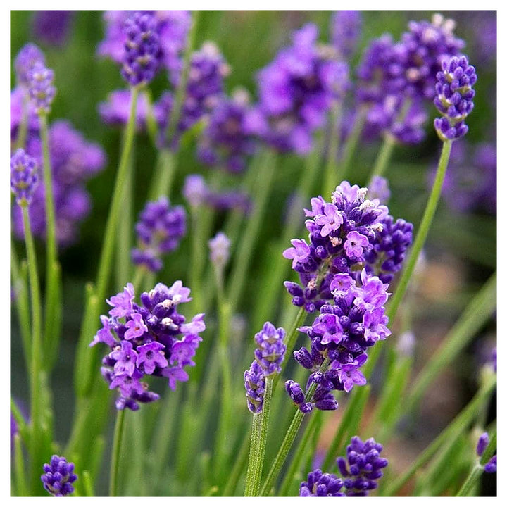 Heirloom Non-GMO Lavender Flower Seeds for Planting – Fragrant Blooming Garden Seeds | Neera Seeds product photo [neera-v4-7d2589f4f34efdfa6ce4]