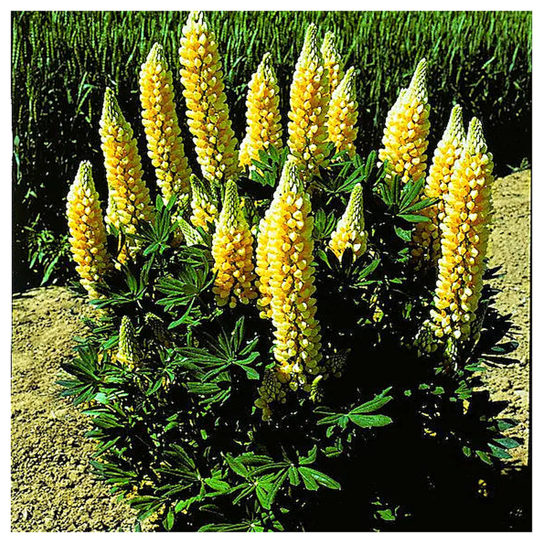 Yellow Lupine Flower Seeds for Planting – Heirloom, Non-GMO, High Germination Organic Garden Seeds | Neera Seeds product photo [neera-v4-7d44a30e50dffc080452]