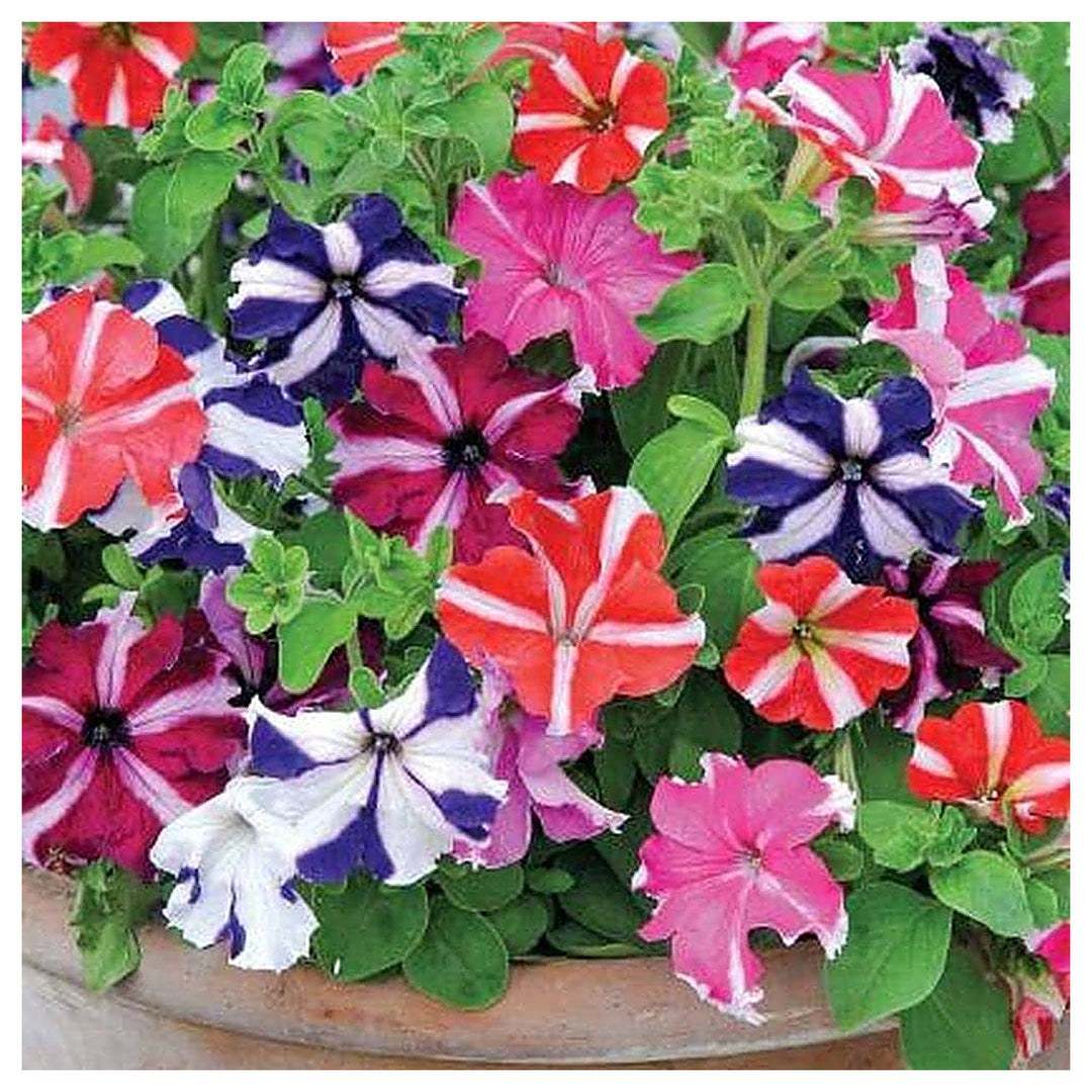 Petunia Flower Four Seasons Mixed Colors Flower Seeds Home Garden Planting, Fragrant Organic | Neera Seeds product photo [neera-v4-7d68f4883517d8dc5b45]