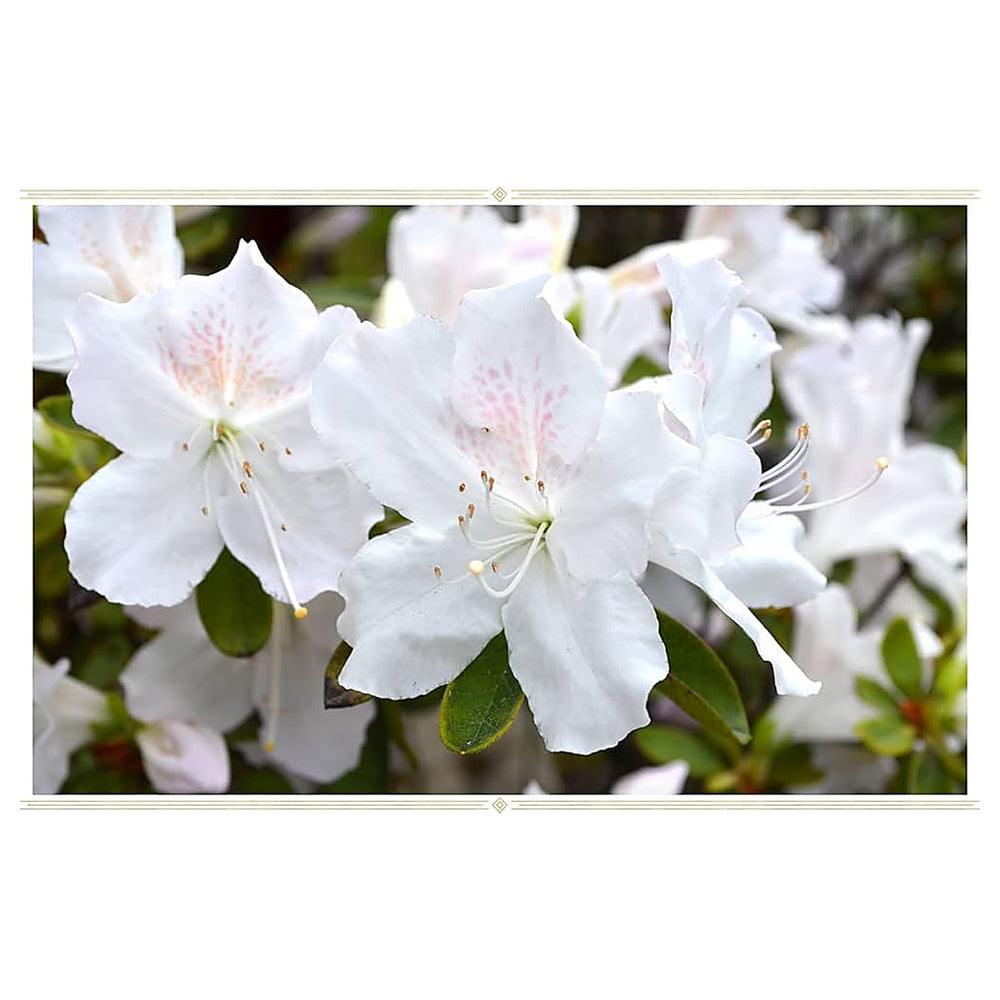 Heirloom White Azalea Rhododendron Flower Seeds for Planting –  Non-GMO Garden Seeds | Neera Seeds product photo [neera-v4-7d7f2a52c90c89ef3271]